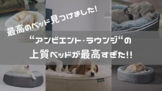 愛犬に“くつろぎの特等席を!“アンビエント・ラウンジの上質ペットベットが最高すぎた!!