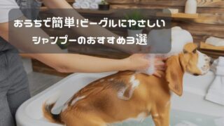 おうちで簡単！ビーグルにやさしいシャンプーのおすすめ3選